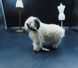 white sheep side